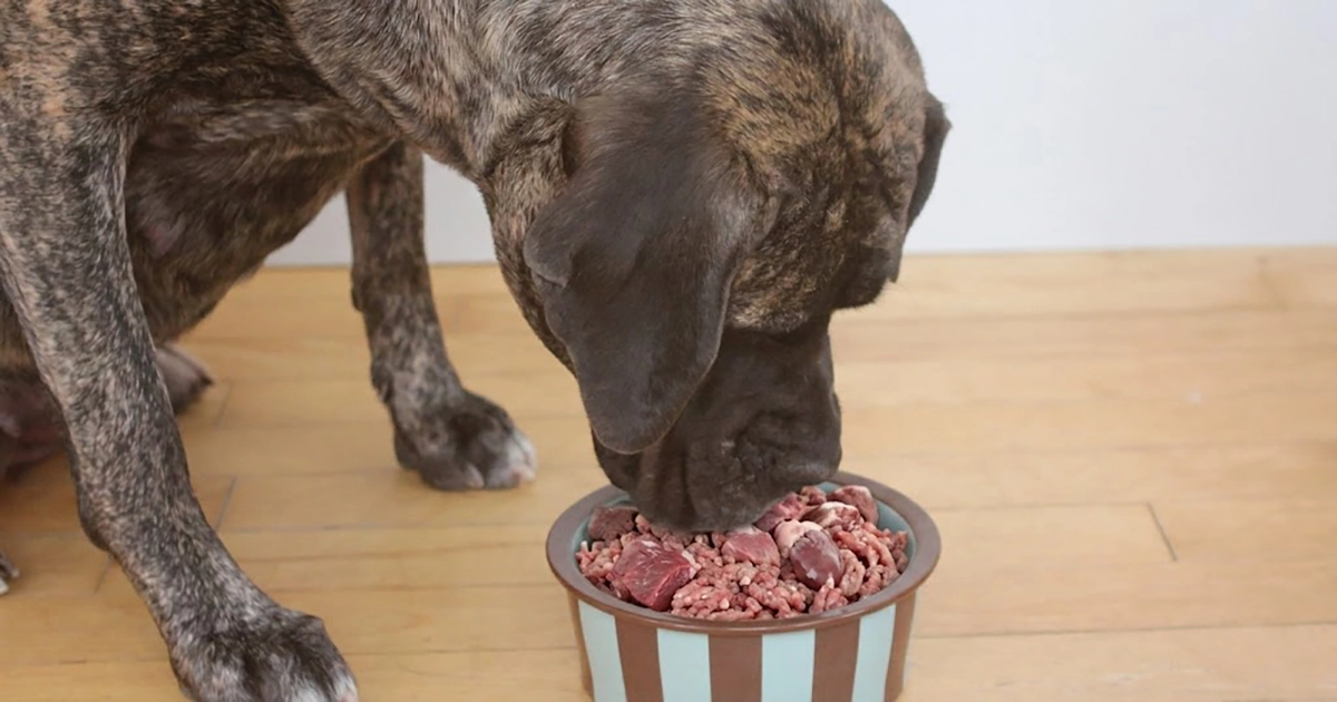 Dog eating Raw2door Chorley and Leyland area delivered to your door